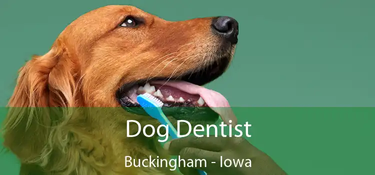 Dog Dentist Buckingham - Iowa