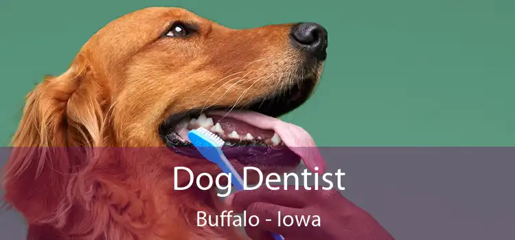 Dog Dentist Buffalo - Iowa