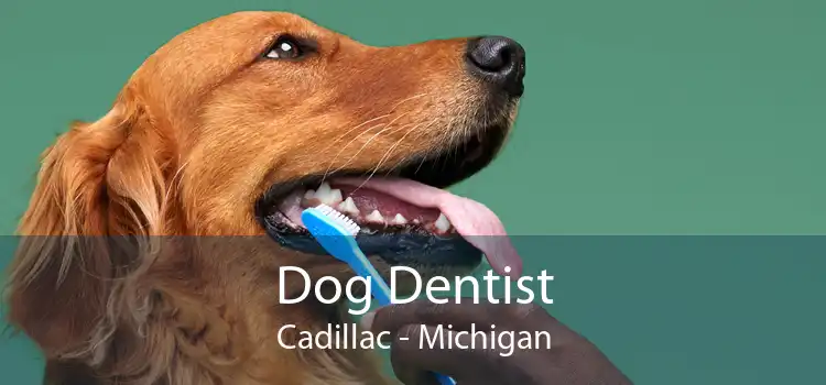 Dog Dentist Cadillac - Michigan