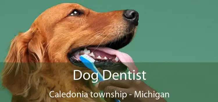 Dog Dentist Caledonia township - Michigan