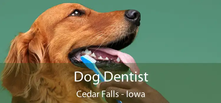 Dog Dentist Cedar Falls - Iowa