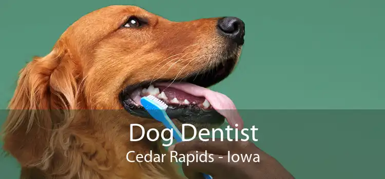 Dog Dentist Cedar Rapids - Iowa