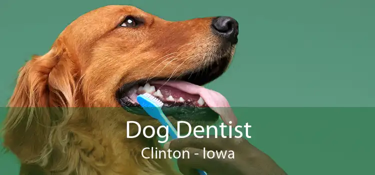 Dog Dentist Clinton - Iowa