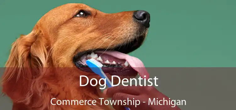 Dog Dentist Commerce Township - Michigan