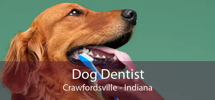Dog Dentist Crawfordsville - Indiana