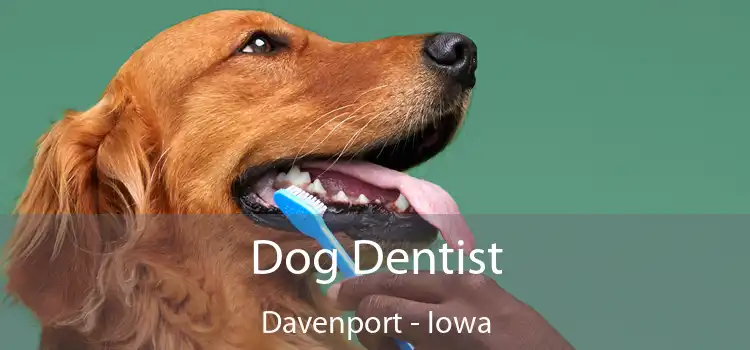 Dog Dentist Davenport - Iowa