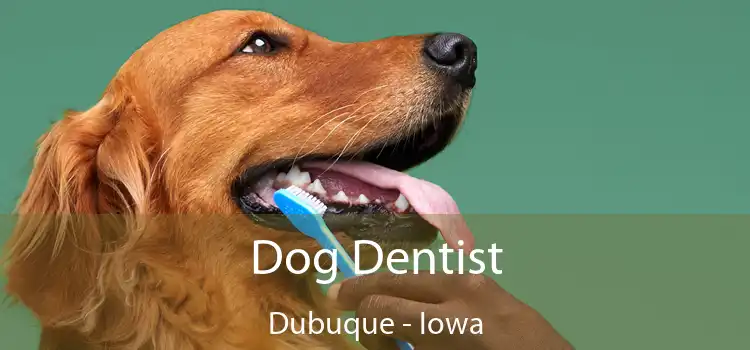 Dog Dentist Dubuque - Iowa