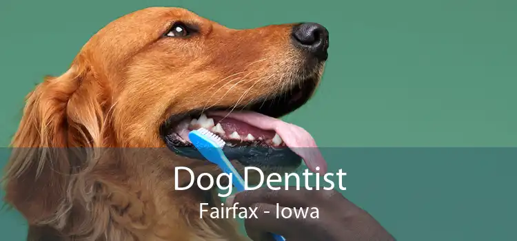 Dog Dentist Fairfax - Iowa