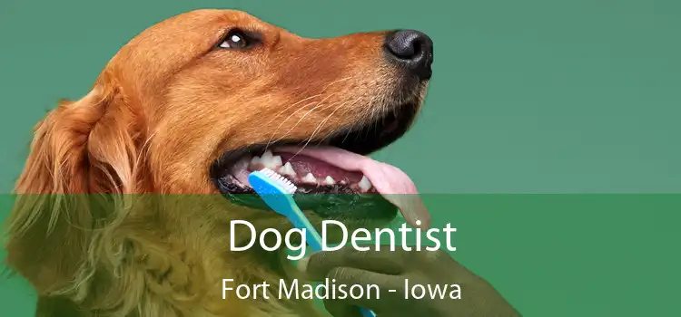 Dog Dentist Fort Madison - Iowa