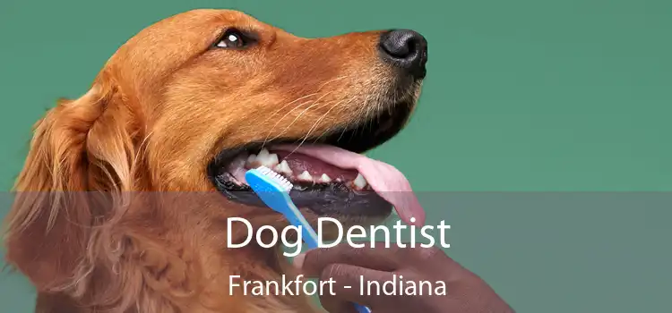 Dog Dentist Frankfort - Indiana