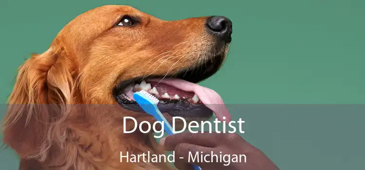 Dog Dentist Hartland - Michigan