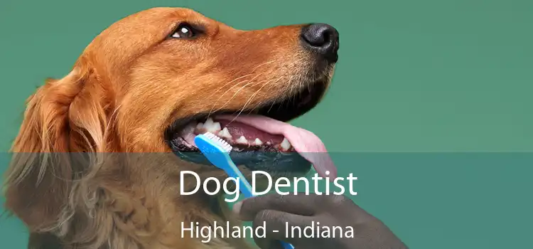 Dog Dentist Highland - Indiana