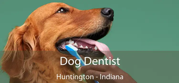 Dog Dentist Huntington - Indiana