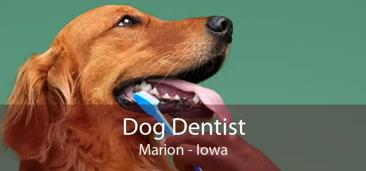 Dog Dentist Marion - Iowa