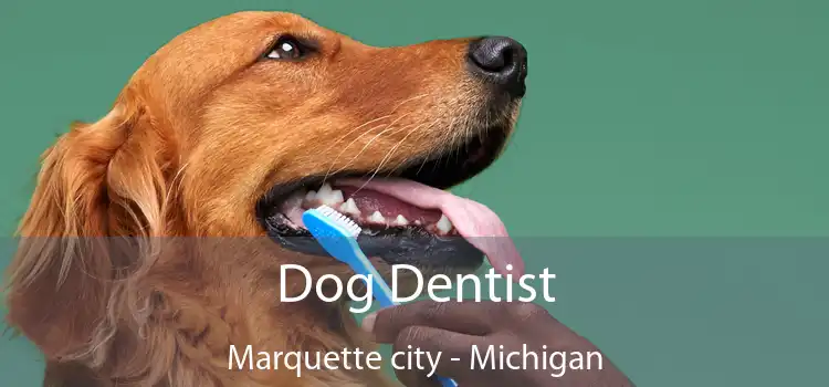 Dog Dentist Marquette city - Michigan