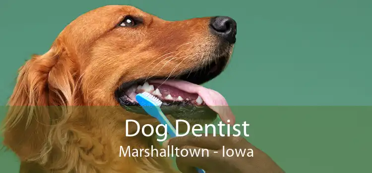 Dog Dentist Marshalltown - Iowa