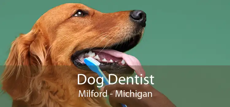 Dog Dentist Milford - Michigan