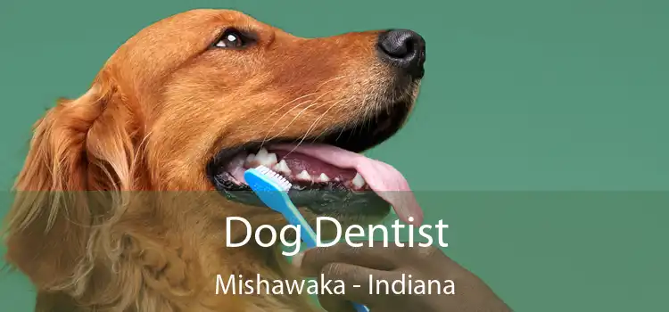 Dog Dentist Mishawaka - Indiana