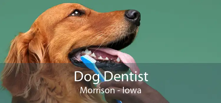 Dog Dentist Morrison - Iowa
