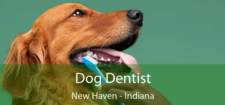 Dog Dentist New Haven - Indiana