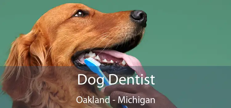 Dog Dentist Oakland - Michigan