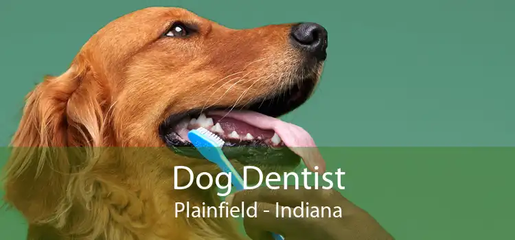 Dog Dentist Plainfield - Indiana