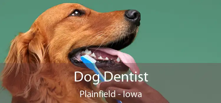 Dog Dentist Plainfield - Iowa