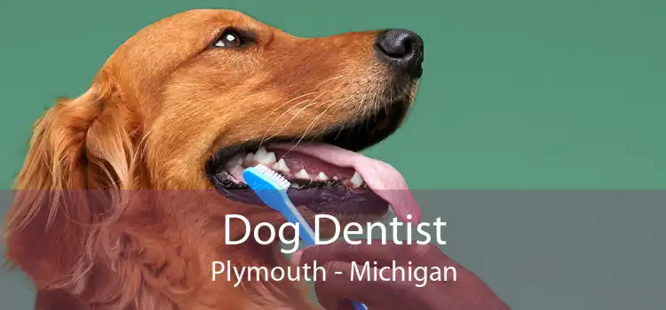 Dog Dentist Plymouth - Michigan