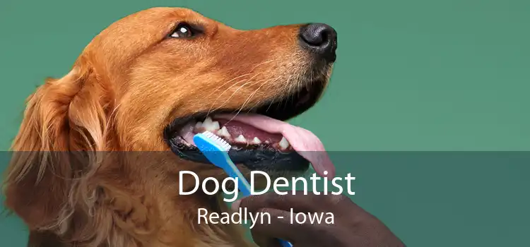 Dog Dentist Readlyn - Iowa