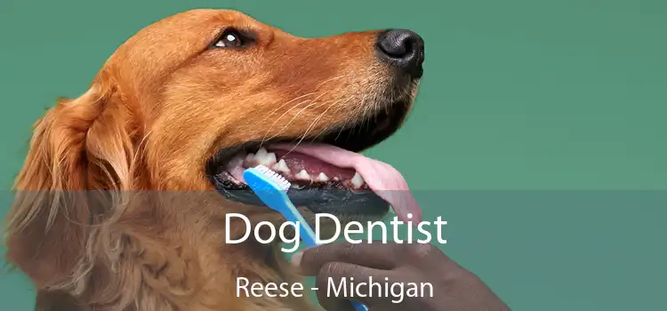 Dog Dentist Reese - Michigan