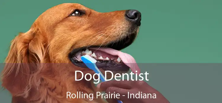 Dog Dentist Rolling Prairie - Indiana