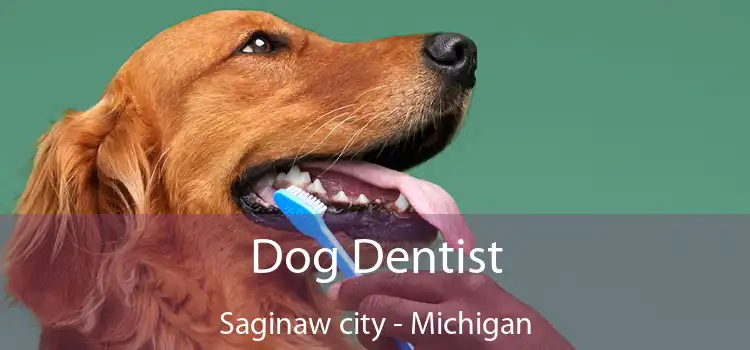 Dog Dentist Saginaw city - Michigan