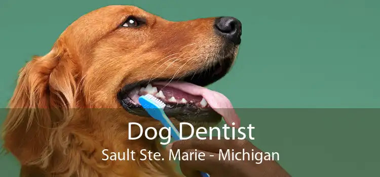 Dog Dentist Sault Ste. Marie - Michigan