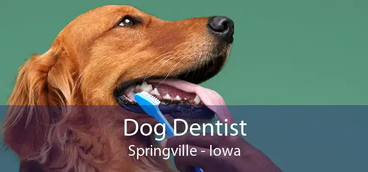 Dog Dentist Springville - Iowa