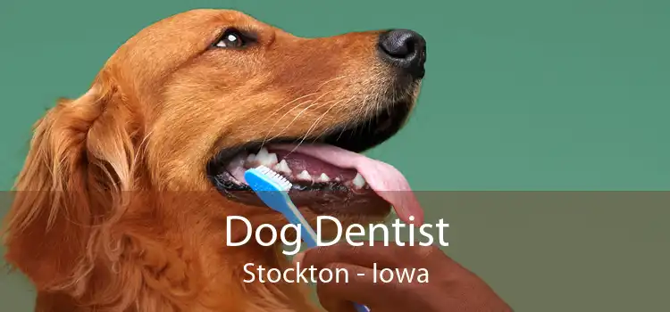 Dog Dentist Stockton - Iowa