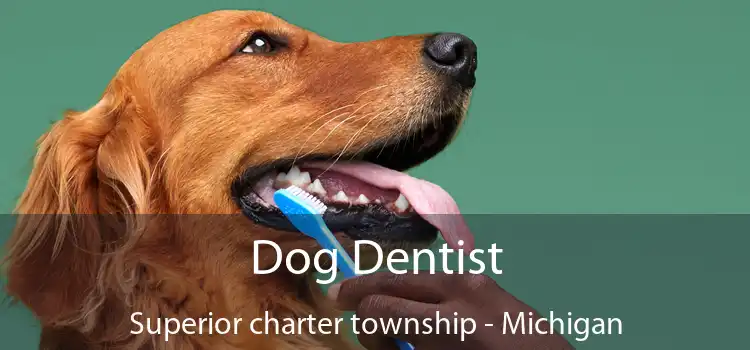 Dog Dentist Superior charter township - Michigan