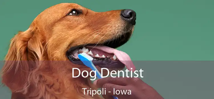 Dog Dentist Tripoli - Iowa