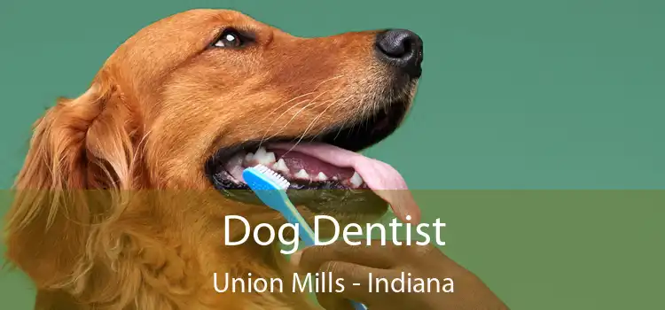 Dog Dentist Union Mills - Indiana