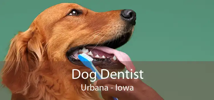 Dog Dentist Urbana - Iowa