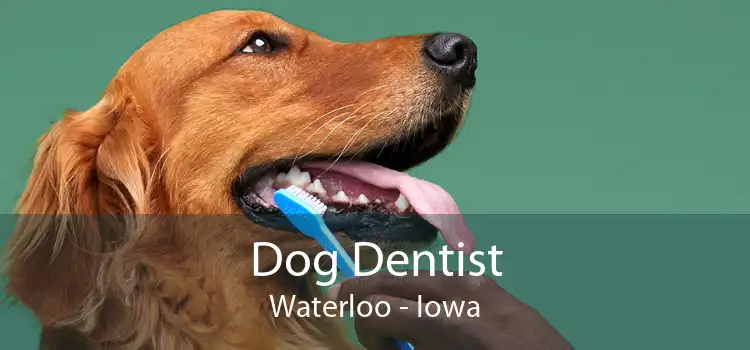 Dog Dentist Waterloo - Iowa