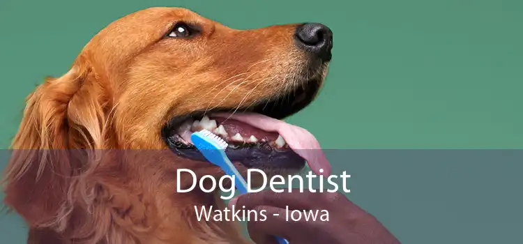 Dog Dentist Watkins - Iowa