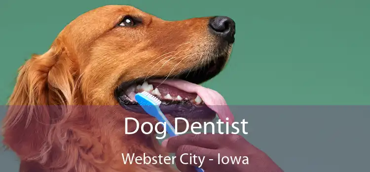 Dog Dentist Webster City - Iowa