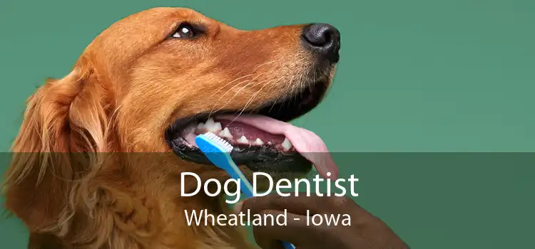 Dog Dentist Wheatland - Iowa