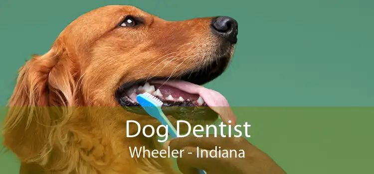 Dog Dentist Wheeler - Indiana