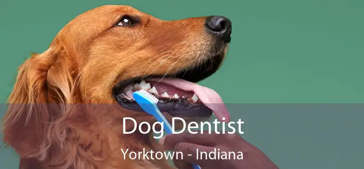 Dog Dentist Yorktown - Indiana