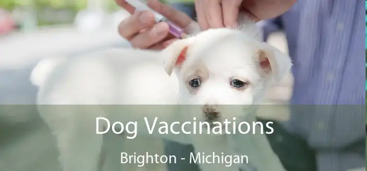 Dog Vaccinations Brighton - Michigan