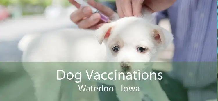 Dog Vaccinations Waterloo - Iowa