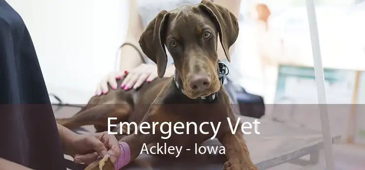 Emergency Vet Ackley - Iowa