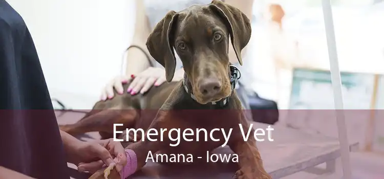 Emergency Vet Amana - Iowa