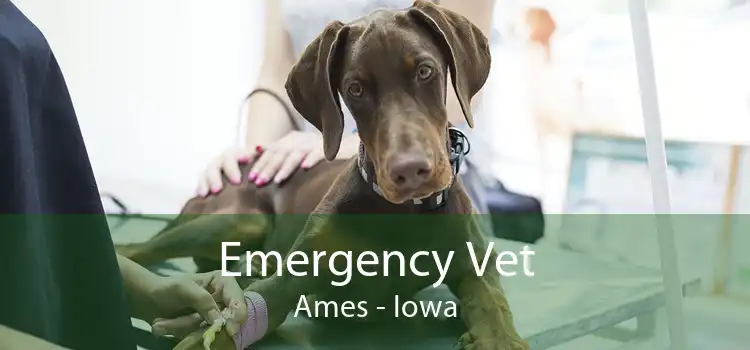 Emergency Vet Ames - Iowa